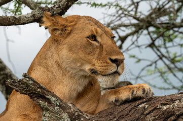 Lion looking down from a tree in Ndutu Tanzania