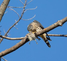 Merlin