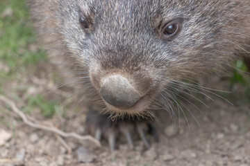 wombat portrait sharp grey colour good texture good composition wombat portrait