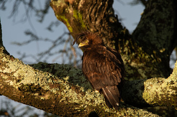 Crested eagle sitting on a branch in Ndutu Tanzania