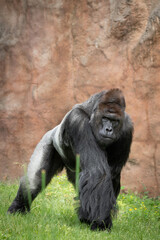 Lowland gorilla, large silverback male, powerful gaze, leader's look, chief, king of the jungle, face to face, power.