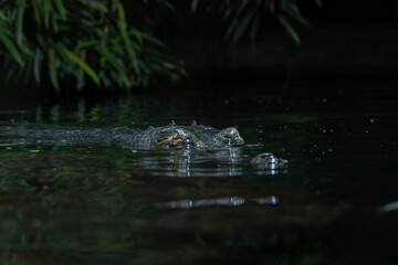 Gharial in water,Indian gharial,Gavialis gangeticus,
