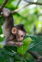 Baby monkey on a tree