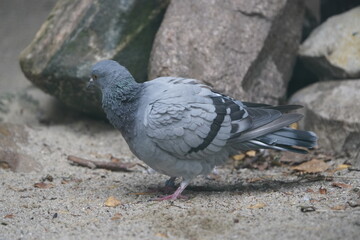 The rock dove, rock pigeon, or common pigeon (Columba livia) is a member of the bird family Columbidae.  Vogelpark Walsrode, Germany.