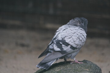 The rock dove, rock pigeon, or common pigeon (Columba livia) is a member of the bird family Columbidae.  Vogelpark Walsrode, Germany.