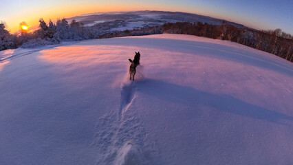 POV, LENS FLARE: Following a brown dog running and jumping down the snowy mountain at sunset with a snowboard. Freshly fallen snow sparkles in evening sunlight as they descent the snowy mountain.