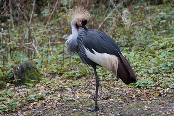 The black crowned crane (Balearica pavonina) is a bird in the crane family Gruidae. Vogelpark Walsrode, Germany.