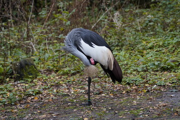 The black crowned crane (Balearica pavonina) is a bird in the crane family Gruidae. Vogelpark Walsrode, Germany.