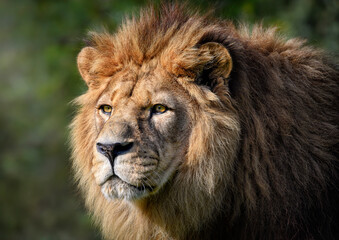  A close up of a Barbary Lion (North African lion, Atlas lion, Egyptian lion) - extinct in wild