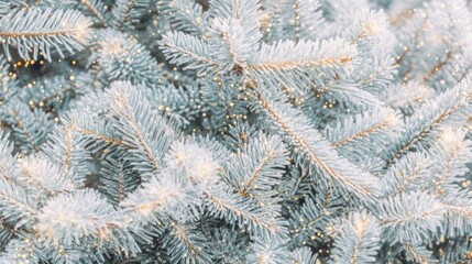A close-up white snowy Christmas tree branches. Beautifully illuminated spruce branches. warm and festive atmosphere. Fir tree covered with snow in winter wonderland. Holiday background.