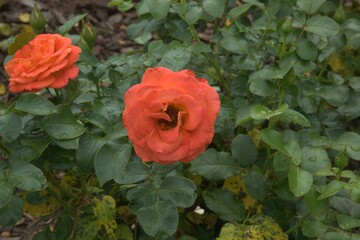 Orange rose