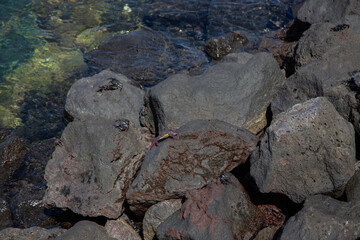 Red sally lightfoot crabs are sunning themselves on volcanic rocks by the clear blue ocean