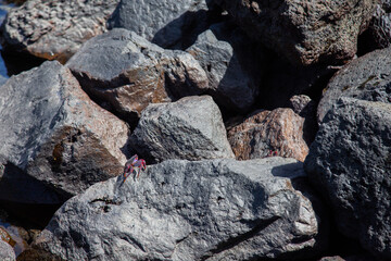 Red sally lightfoot crabs are sunning themselves on volcanic rocks by the clear blue ocean