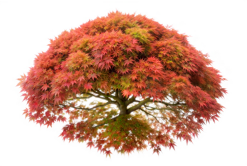 Top Down View of an Acer Palmatum Tree