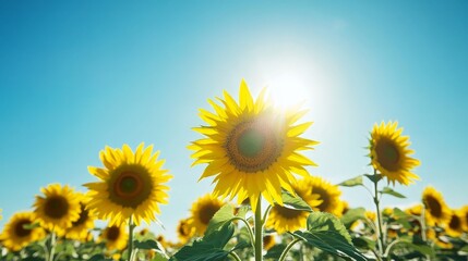 Fototapeta premium Radiant Sunflowers Stretch Towards a Clear Blue Sky: Capturing the Beauty of Nature's Golden Blooms Under Glorious Sunshine