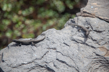 Small lizard sunbathing on a rock in a natural environment