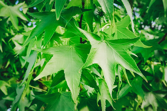 Leaves from Liquidambar styraciflua tree, Altingiaceae family. Close-up, selective focus.