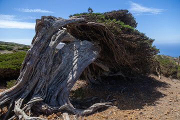 Fototapeta premium Juniper tree bent by the wind growing on the edge of a cliff by the atlantic ocean in el hierro, canary islands