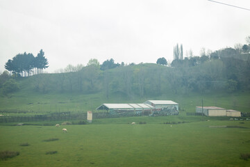 Fototapeta premium Sheep grazing in green field near farm in new zealand