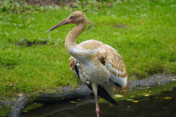 Siberian crane chick, (Grus leucogeranus, Syn.: Leucogeranus leucogeranus)  Gruidae family.