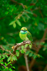 blue bird on a branch