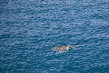 Obraz premium Sea turtle swimming in blue ocean water