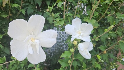 White hibiscus flowers blooming on a green shrub