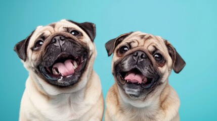 Fototapeta premium Joyful Pugs - Two Happy Playful Pugs Sitting Together with Eyes Closed on Blue Background