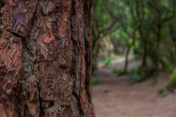 Pine tree bark texture standing in a forest