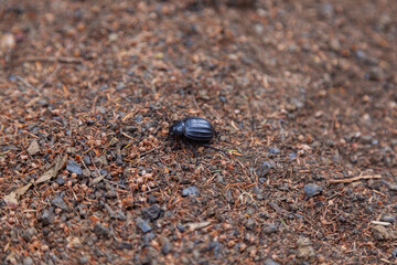 Black beetle crawling on the ground in the forest