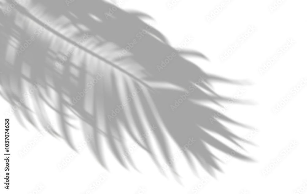 Poster palm leaves shade movement isolated on transparent backgrounds 3d rendering png