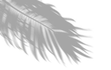 Palm leaves shade movement isolated on transparent backgrounds 3d rendering png