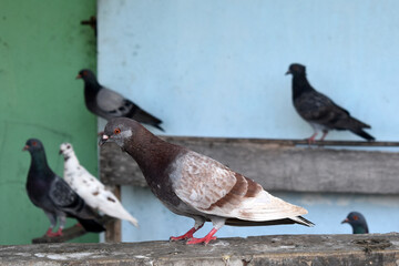 One pigeon at the front and the other pigeons standing in the background