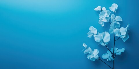 Orchid flowers against a blue background, elegant and tranquil composition.