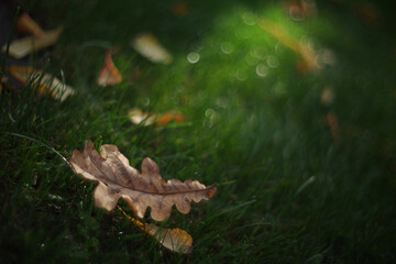 Fallen leaves lie on the grass against a blurred background. Selective focus.