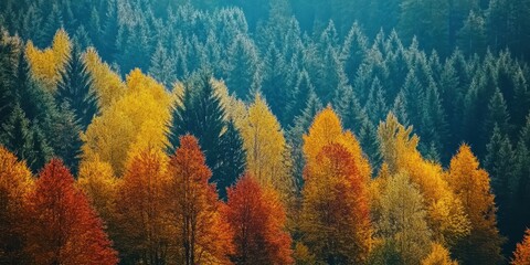 Vibrant autumn forest with colorful trees in various shades of orange and yellow.