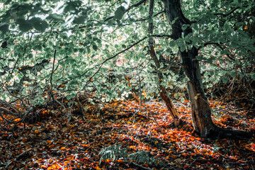 tree in autumn