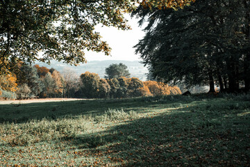 autumn landscape with trees
