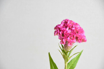 ピンクのケイトウ