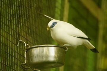 The Bali Starling or Bali Mynah (Leucopsar rothschildi) is a highly endangered bird species in the...