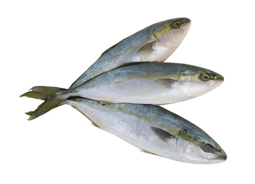Three fresh yellowtail amberjack fishes isolated on white.