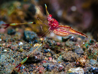 Exotic and colourful shrimp from Bali 