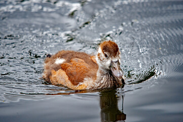 Nilgansküken (Alopochen aegyptiaca) schwimmt im klaren Wasser