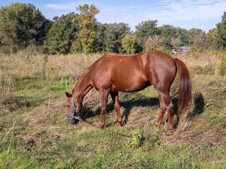 Obraz premium A brown horse grazing in a grassy field, surrounded by patches of green and dry grass, with a peaceful natural landscape in the background, aerial view