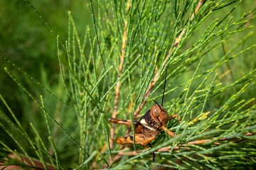 A brown grasshopper, Valanga nigricornis on Cemara Udang, Australian pine tree or whistling pine...