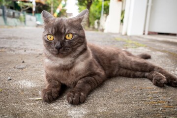 A cute local grey cat with yellow eyes lying on the ground