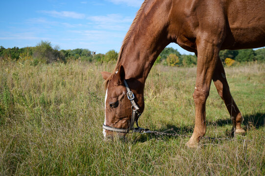 A close-up of a brown horse grazing on green grass, highlighting its head and front legs, with a chain attached, set in a peaceful rural environment