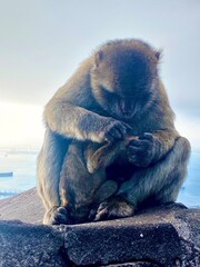 MONKEY BERTUCCIA IN Gibilterra with her son