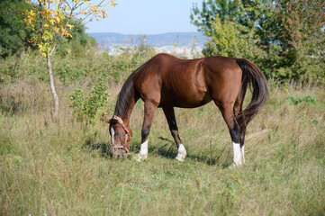 Fototapeta premium A close-up of a brown horse grazing on green grass, highlighting its head and front legs, with a chain attached, set in a peaceful rural environment
