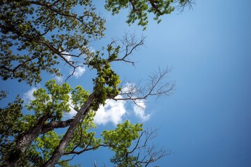 Mahogany tree, Swietenia macrophylla forest in Gunung Kidul, Yogyakarta, Indonesia